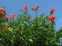 BIGNONIA RADICANS - CAMPSIS RADICANS 1