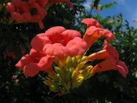 BIGNONIA RADICANS - CAMPSIS RADICANS 2