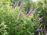 BUDDLEIA 1