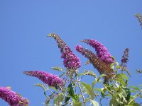 BUDDLEIA 2