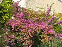 BUGANVILLEA - BOUGANVILLEA SPECTABILIS 0
