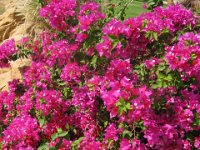 BUGANVILLEA - BOUGANVILLEA SPECTABILIS 1