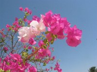 BUGANVILLEA - BOUGANVILLEA SPECTABILIS 2