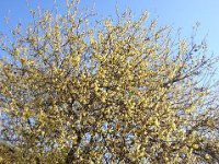 CALICANTO INVERNALE - CHIMONANTHUS PRAECOX