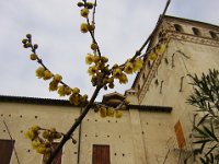 CALICANTO INVERNALE - CHIMONANTUS PRAECOX. ASOLO