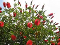 CALLISTEMON CITRINUS 1