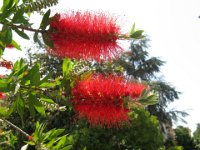 CALLISTEMON CITRINUS 2