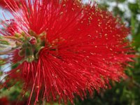 CALLISTEMON CITRINUS 3