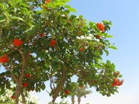 CAMPSIS 1