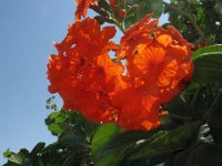 CAMPSIS 2