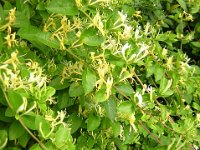 CAPRIFOGLIO - LONICERA PERICLYMENUM  caprifoliacee