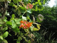 CAPRIFOGLIO - LONICERA SEMPERVIRENS 1