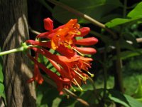 CAPRIFOGLIO - LONICERA SEMPREVIRENS 2