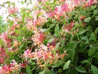 CAPRIFOGLIO ETRUSCO - LONICERA ETRUSCA