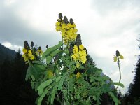 CASSIA CORYMBOSA 1