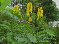 CASSIA CORYMBOSA 2