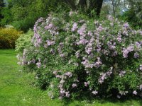 CEANOTHUS 1