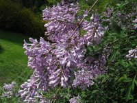 CEANOTHUS 2