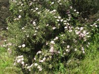 CISTO - CISTUS 1