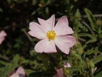 CISTO - CISTUS 2