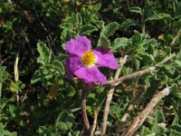 CISTO - CISTUS VILLOSUS 1