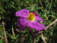 CISTO - CISTUS VILLOSUS 2
