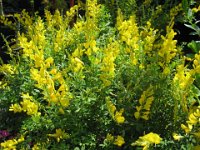 CITISO - CYTISUS  Leguminose  estate