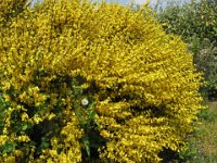 CITISO - CYTISUS SCOPARIUS papilionacee est
