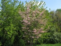 CORNUS FLORIDA RUBRA 0
