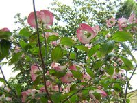 CORNUS FLORIDA RUBRA 1