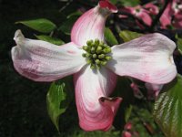 CORNUS FLORIDA RUBRA 3