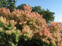 COTINUS COGGYGRIA 1 - RHUS COTINUS