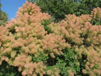 COTINUS COGGYGRIA 2
