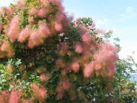 COTINUS COGGYGRIA 3