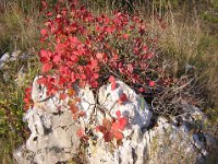 COTINUS OBOVATUS