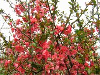 COTOGNO DEL GIAPPONE - CHAENOMELES SPECIOSA 1