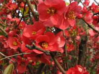 COTOGNO DEL GIAPPONE - CHAENOMELES SPECIOSA 2