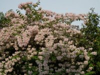 DEUTZIA HIBRIDA 1