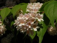 DEUTZIA HIBRIDA 2