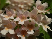 DEUTZIA HIBRIDA 3