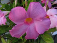DIPLADENIA SPLENDENS 3
