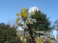 EDGEWORTHIA - F,M
