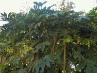 FATSIA JAPONICA 1