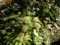 FATSIA JAPONICA 2