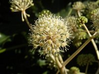 FATSIA JAPONICA 3