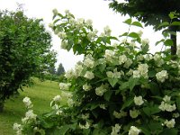 FILADELFO 1 - PHILADELPHUS