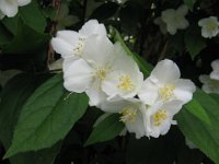 FILADELFO 3 -  PHILADELPHUS