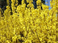 FORSIZIA - FORSYTHIA