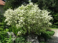 FOTHERGILLA 1