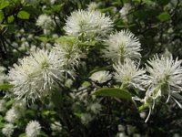 FOTHERGILLA 2